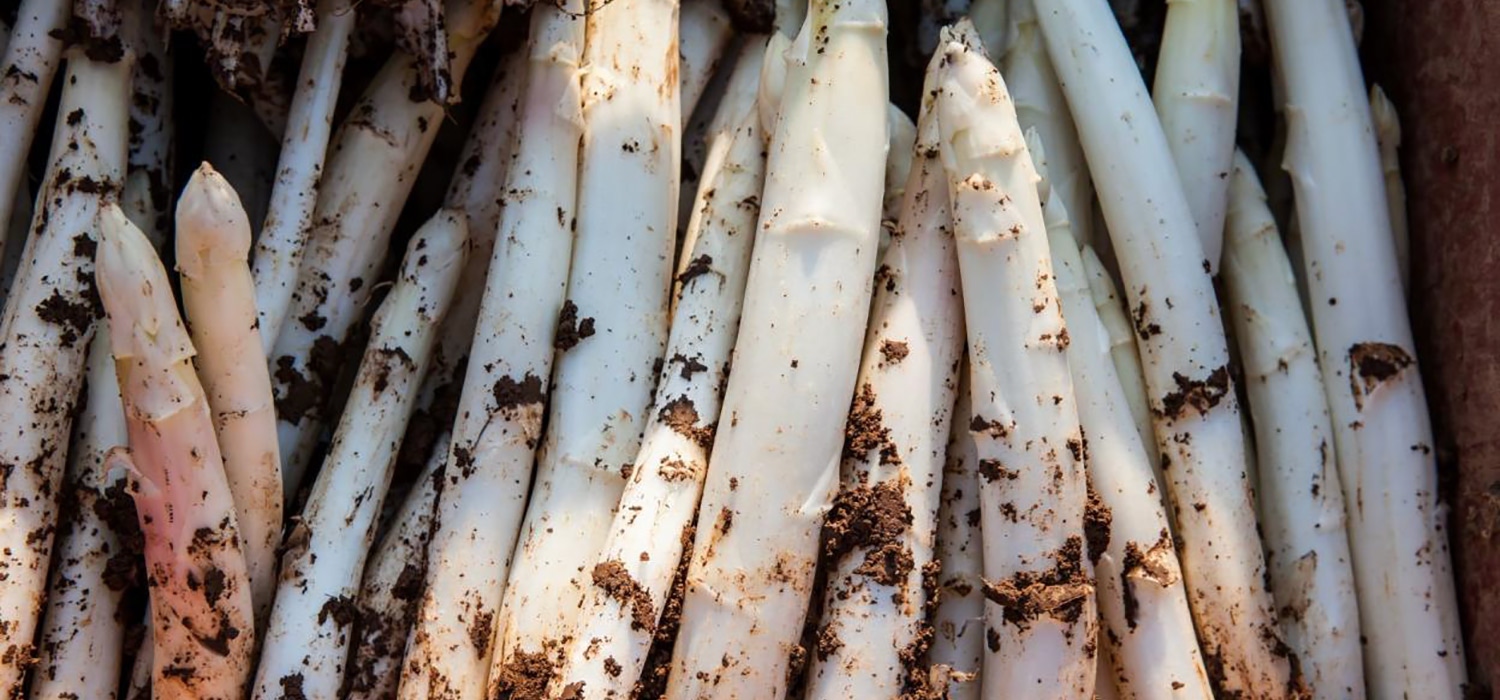 Hoe en wanneer groeien asperges