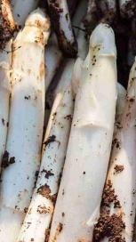 https://www.maggi.nl/sites/default/files/styles/search_result_153_272/public/Asperges.jpg?itok=ck8tj2nw